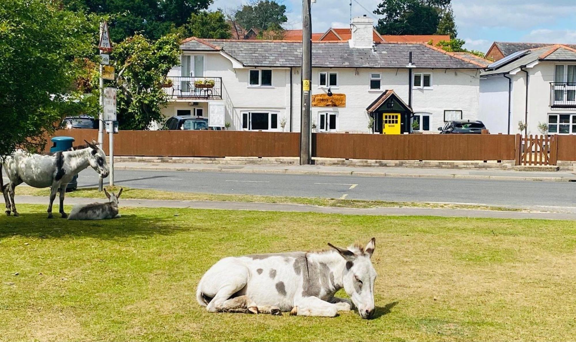 Cottage Lodge Hotel Brockenhurst Exterior photo